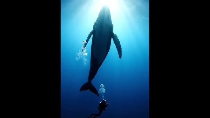 舞力对决2电影 - 深蓝星球：探索海洋深处的未知世界